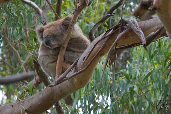 AustraliaEast 10  145